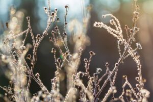 Winter Blumen